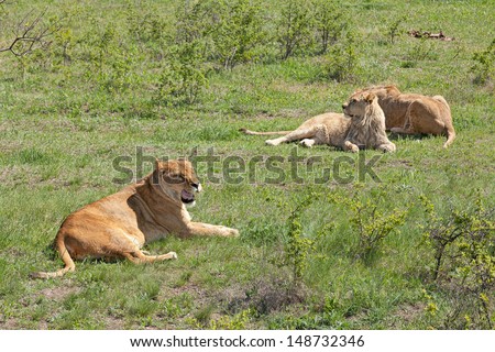 A group of lions and lionesses. One of the lioness roars.