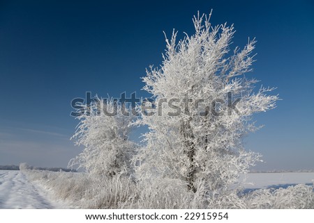 winter trees covered by white hoar-frost