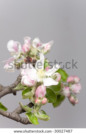 apple blossoming tree, close up photo
