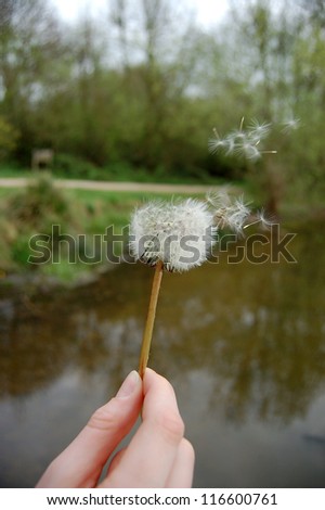 Hand holding a dandelion stem as the seeds fly away in the wind
