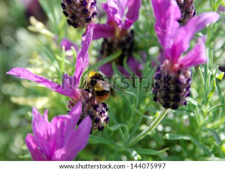 Bumble bee pollinates butterfly lavender flowers. Lavender is great for attracting bees and other pollinators to the garden.