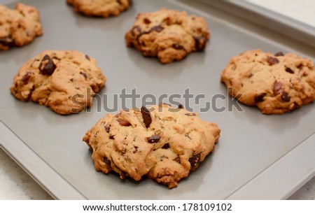 Freshly baked chocolate chunk and pecan nut cookies on a cookie sheet