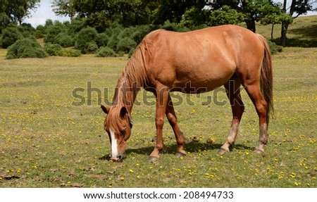 Chestnut New Forest pony grazing on grass in the sunshine
