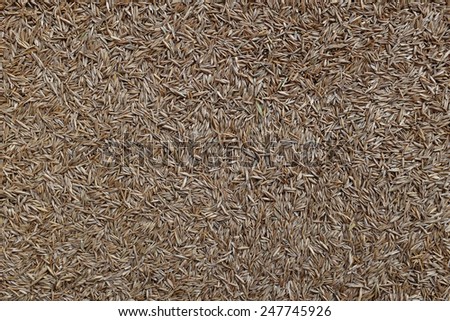 Grass seed as an abstract background texture