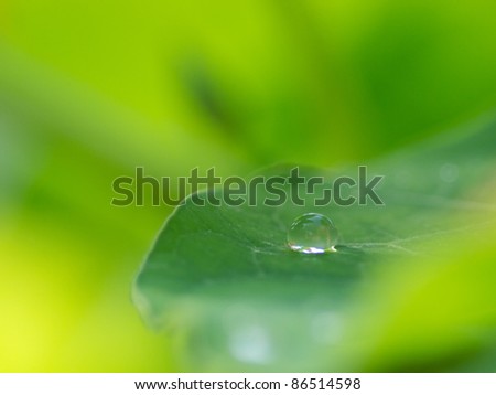 Water droplet on leaf with green background