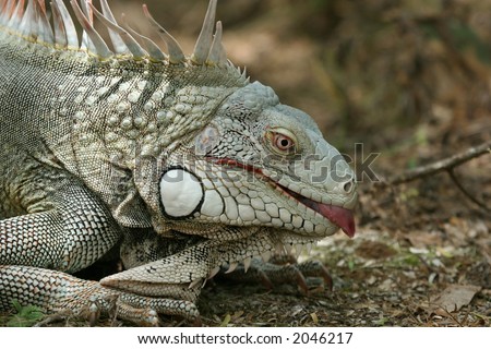 Iguana showing a tongue.