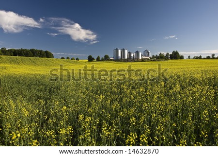 Canola field with farm structures on a background highlighted by a sunset
