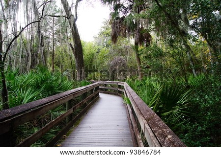 Wood dock trail through the forest
