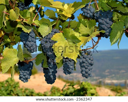 stock photo : merlot grapes on the vine