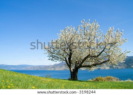 Single cherry tree in full bloom with mountain and lake background