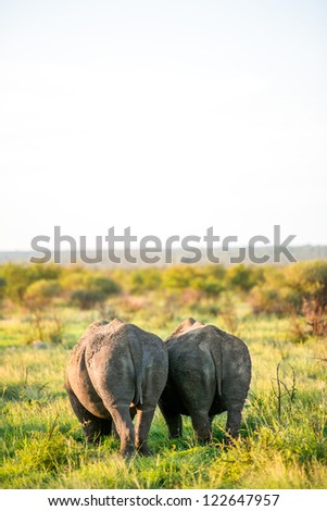 Couple of rhinos feeding themselves on green grass in savannah (selective focus, shot during sunset)