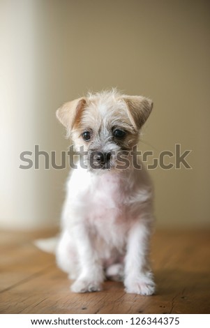 Young white cute puppy sitting on brown wooden floor