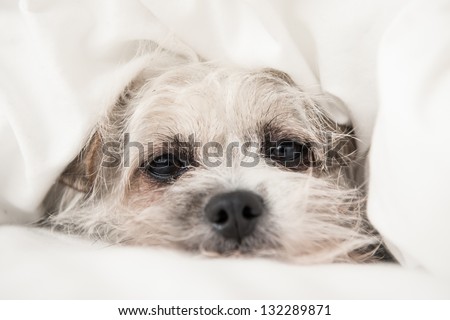 Small little dog puppy covered in white clean bed sheet