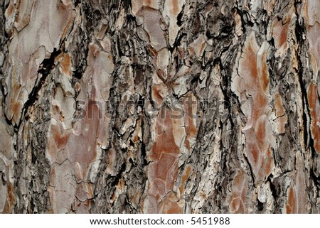 Pine-tree cortex texture