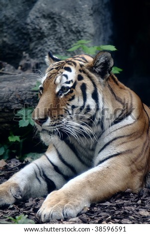 Portrait of a tiger in the Budapest Zoo