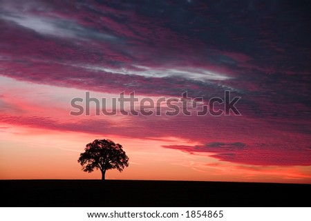 A lone tree at sunset/sunrise
