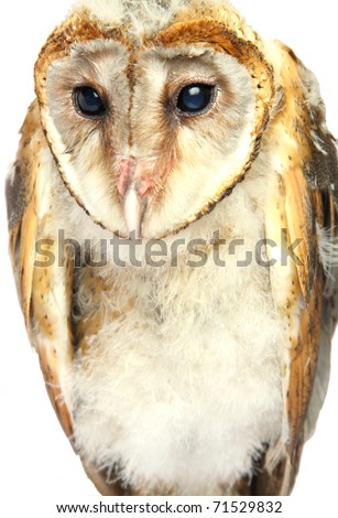 Owl Child