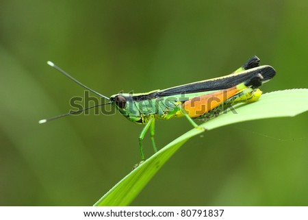 grasshopper eating grass