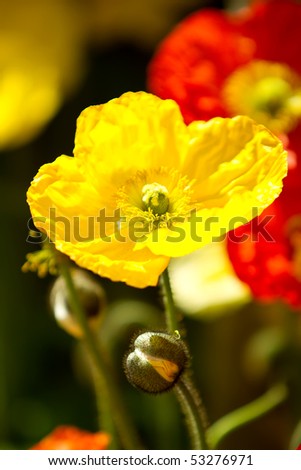 Yellow poppy flower