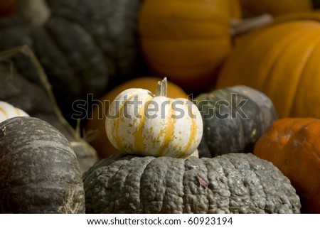 Pumpkin patch fall decoration