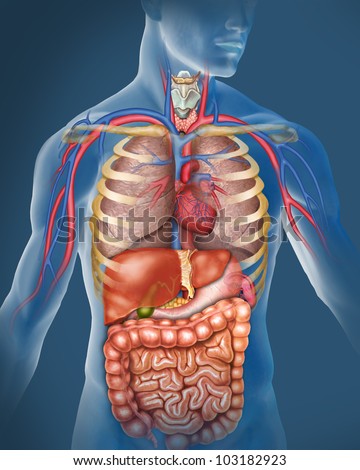 The Human Body Stock Photo 103182923 : Shutterstock