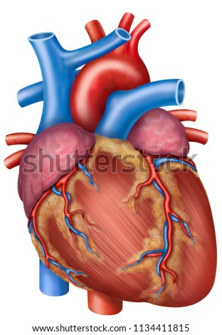 Anatomy and physiology of the human heart, illustration