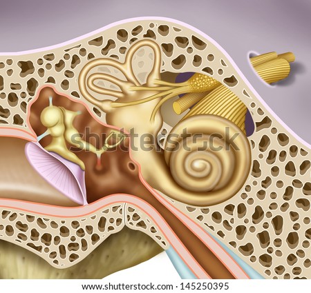 schematic illustration of the inner and middle ear, in the case of detailed, eardrum, ossicles, oval window of the cochlea, vestibular and auditory nerves nerves