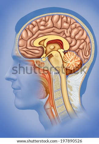 Illustration of human head overlooking the brain, cerebellum and spinal marrow ligatures,