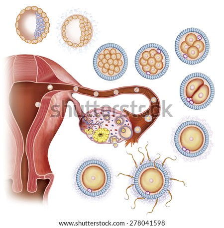 Female reproductive system,