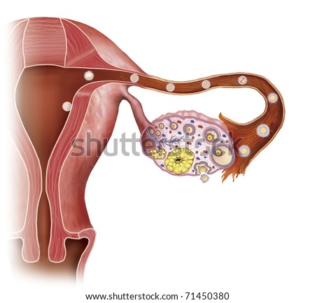 A Uterus