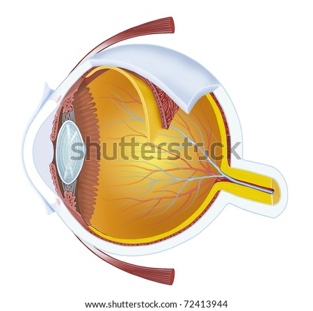 illustration of a human eye anatomy
