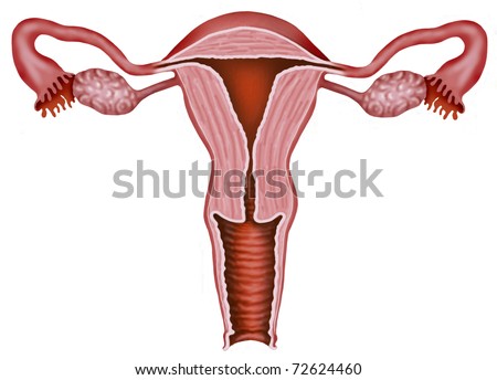 stock-photo-illustration-of-the-walls-of-the-uterus-and-vagina-of-a-woman-72624460.jpg