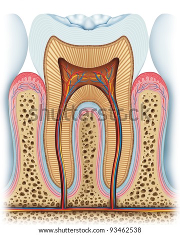 Anatomy Of The Tooth Stock Photo 93462538 : Shutterstock