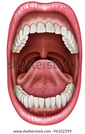 Anatomy Of The Mouth Stock Photo 96102299 : Shutterstock