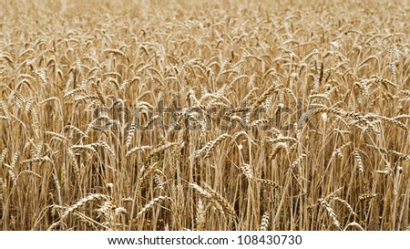 Background of cornfields to illustrate agriculture and the harvest season