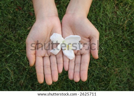 Hands holding flower with green grass background