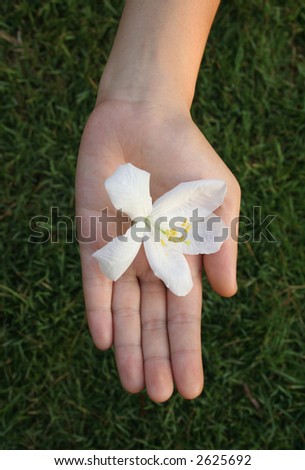 Hand holding flower with green grass background