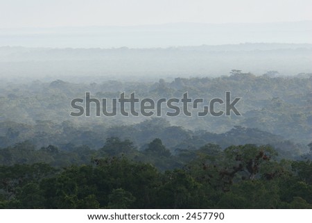 Jungle mist in Guatemala - Tikal