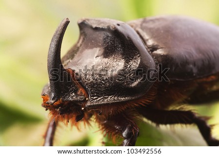 rhinoceros beetle on red leaves