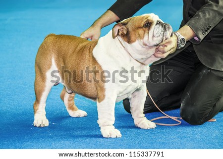 Stacking show  - english bulldog show puppy being stacked on a blue carpet