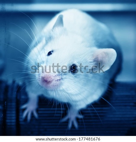 Laboratory mice  in the experiment test. Blue filte.