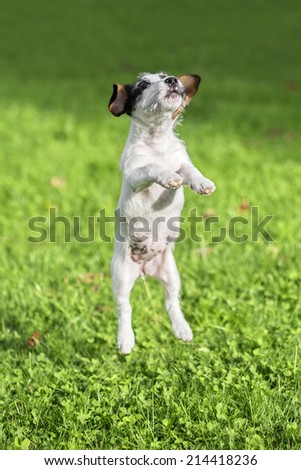 Nice Jack Russel Terrier puppy jumping