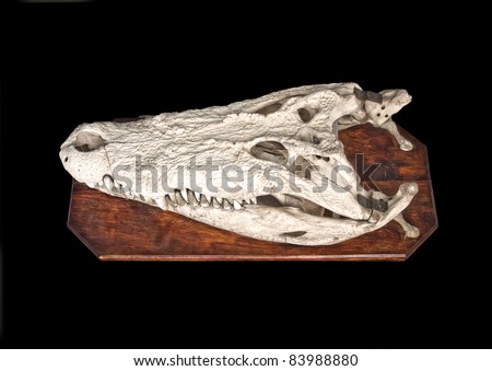 Questões e Fatos sobre Crocodilianos gigantes: Transferência de debate da comunidade Conflitos Selvagens.  - Página 2 Stock-photo-crocodile-skull-83988880