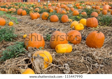a pumpkin patch and farm in Orange County,CA.