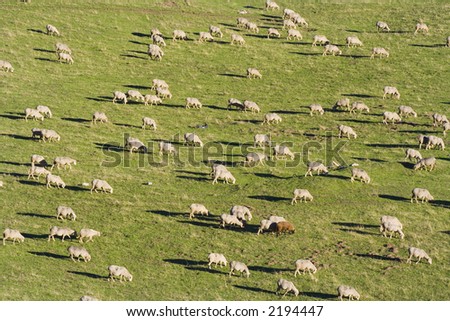 A group of sheep passing over the green field. There is one black sheep