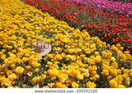 Fashionable ladies\' straw hat left on the field of flowers. Field belongs to the farm-growing buttercups for export