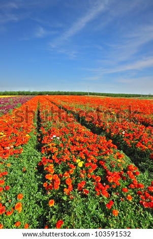 Magic spring. Vast fields of bright red flowers Ranunculus. Flowers are grown for export
