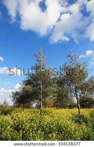 Flowering fields and the bright blue sky. A lovely spring day in southern Israel
