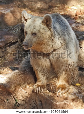 The big beautiful bear poses for visitors
