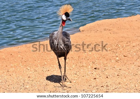 Park safari in Tel Aviv. Elegant and graceful bird with magnificent plumage crest on the head. He lives near bodies of water